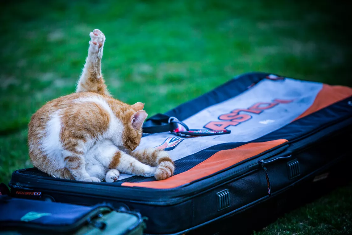 A cat at Antalya 2022